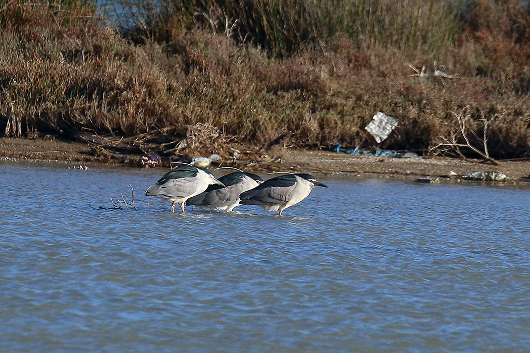 Black-crowned Night-Heron